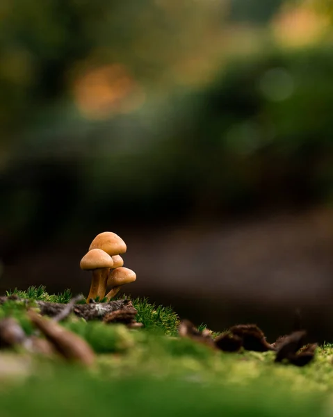 Funghi Nel Bosco — Foto Stock