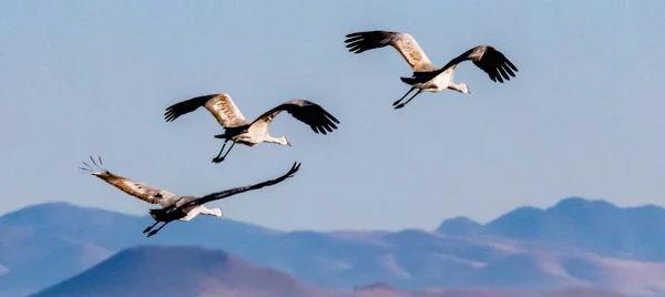 Hermoso Pájaro Volando Cielo —  Fotos de Stock