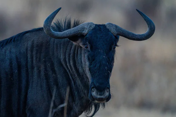 a black  bull with a horns