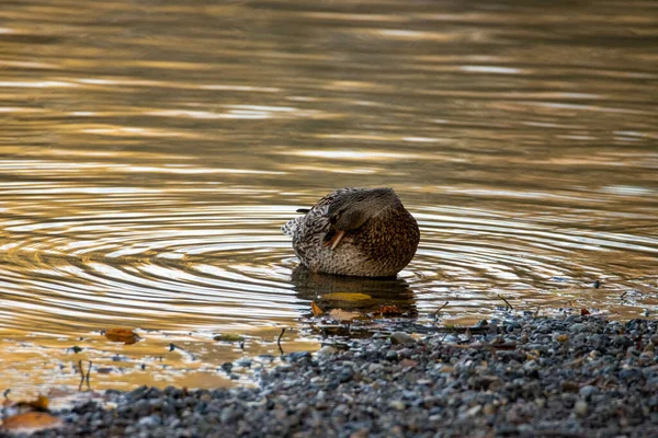 水里的一只小鸭 — 图库照片
