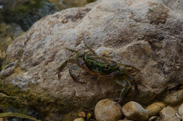 Nahaufnahme Einer Krabbe Auf Einem Felsen — Stockfoto