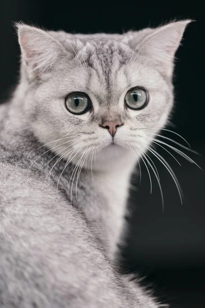 Retrato Lindo Gato —  Fotos de Stock