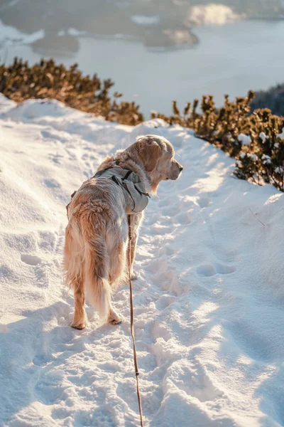 Cão Neve Fundo Natureza — Fotografia de Stock