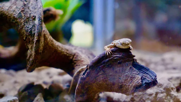 Primer Plano Una Hermosa Rana Agua — Foto de Stock