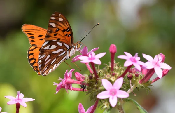 Hermosa Mariposa Una Flor — Foto de Stock