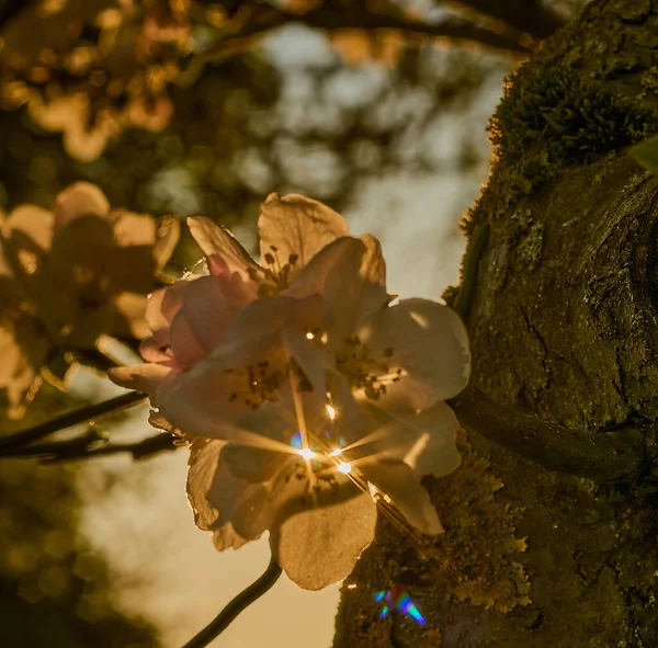 Schöne Blumen Garten — Stockfoto