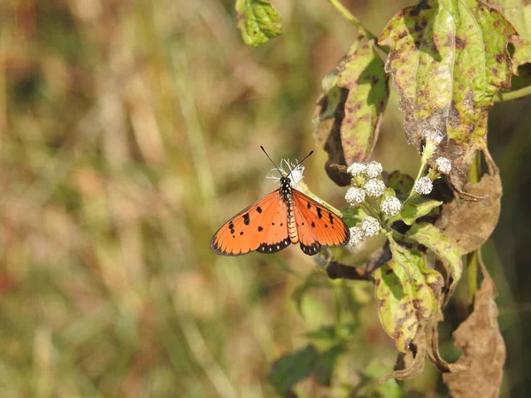 Бабочка Цветке Фоне Природы — стоковое фото