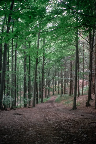 Bela Floresta Manhã — Fotografia de Stock