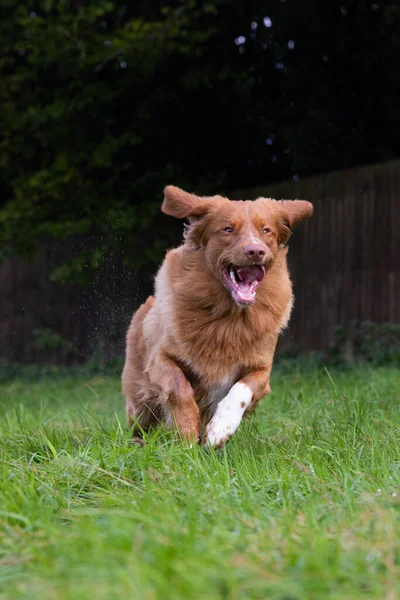 Dog Park — Stock Photo, Image