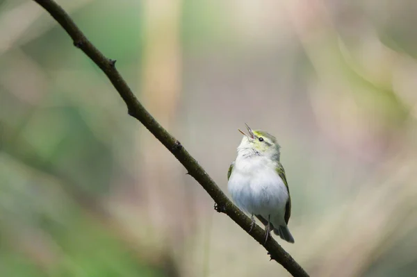 Krásný Pták Příroda Fauna — Stock fotografie