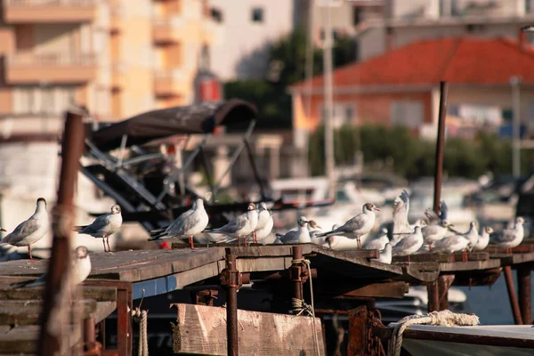 Sirály Mólón Velence Városában Olaszországban — Stock Fotó