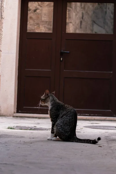 Кіт Сидить Вулиці — стокове фото