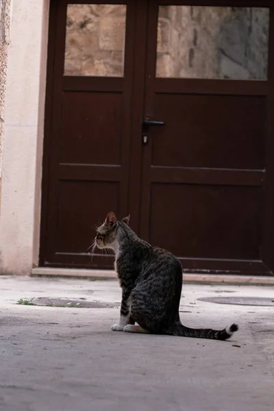 Γάτα Κάθεται Στο Δρόμο — Φωτογραφία Αρχείου