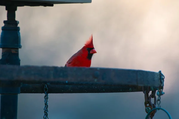 Pássaro Vermelho Senta Uma Cerca Cidade Estado Israel — Fotografia de Stock