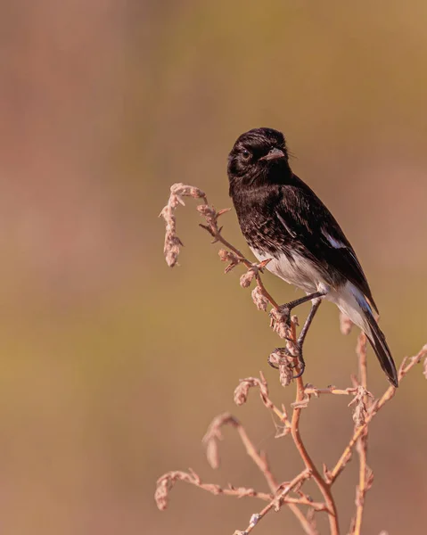 Pájaro Una Rama Árbol — Foto de Stock