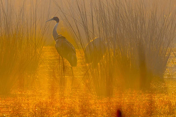 Beautiful Bird Lake — Stock Photo, Image