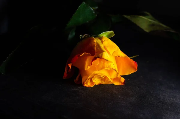 Schöne Rose Auf Dunklem Hintergrund — Stockfoto
