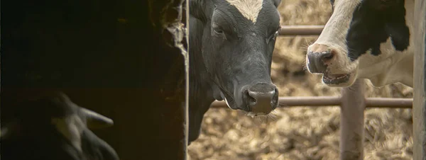 Zbliżenie Ujęcia Brązowo Białej Krowy Stajni — Zdjęcie stockowe