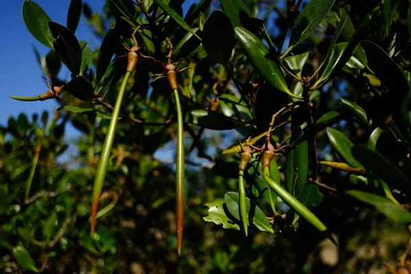 Aceitunas Verdes Árbol — Foto de Stock