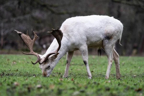 Closeup Shot White Deer Meadow — Stock Photo, Image