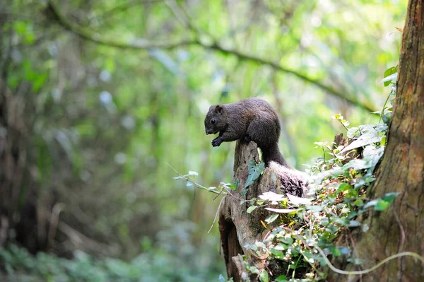Ours Noir Dans Forêt — Photo