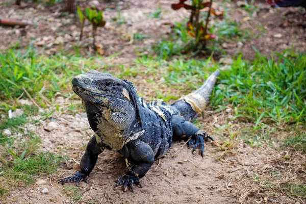 Tiro Close Uma Iguana Verde Uma Rocha — Fotografia de Stock