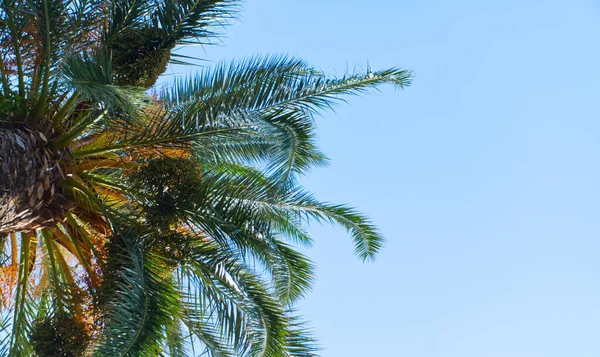 Palm Bakgrunden Den Blå Himlen — Stockfoto