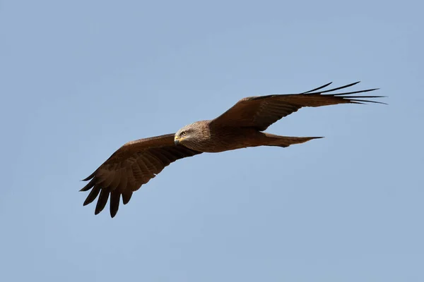 Vliegende Vogel Vlucht — Stockfoto