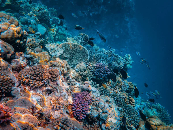 Récif Corallien Mer Rouge Egypte — Photo