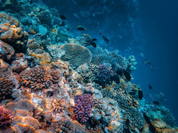 埃及红海的珊瑚礁 — 图库照片