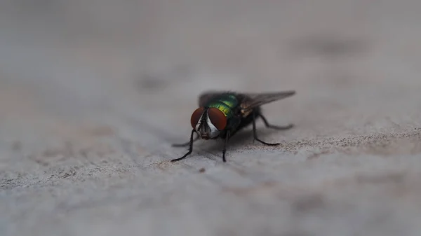 Eine Nahaufnahme Eines Insekts Auf Schwarzem Hintergrund — Stockfoto