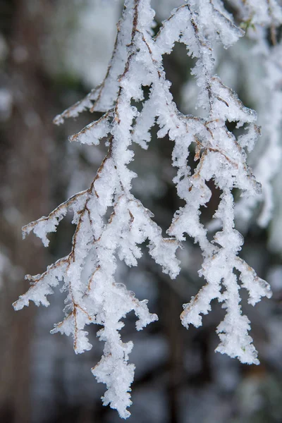 Bosque Invierno Con Árboles Cubiertos Nieve — Foto de Stock