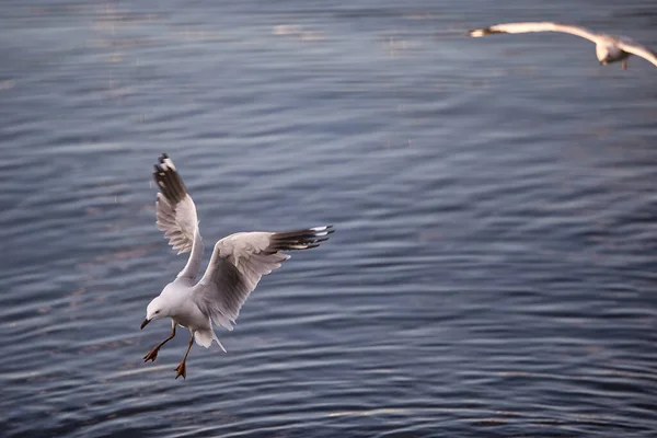 Meeuw Vliegen Het Water Achtergrond Van Natuur — Stockfoto