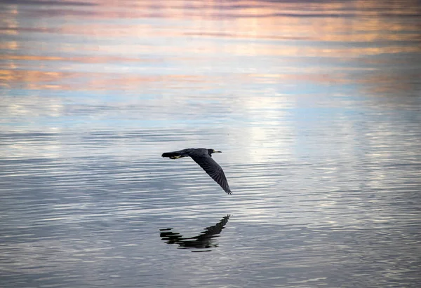 Mås Som Flyger Vattnet — Stockfoto