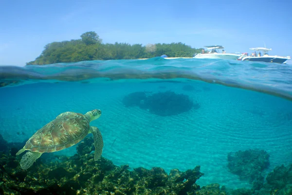 Podwodny Widok Tropikalną Rafę Koralową Żółwiem — Zdjęcie stockowe