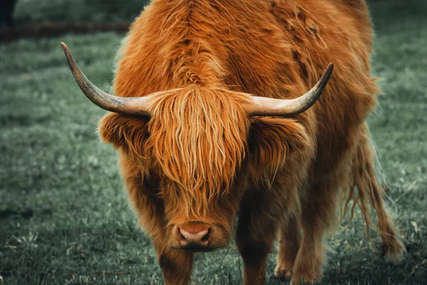 Primer Plano Una Vaca Marrón Con Cuernos Grandes — Foto de Stock