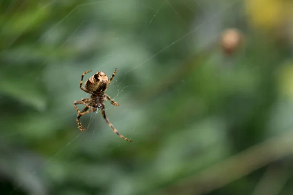 Toile Araignée Sur Fond Feuille Verte — Photo