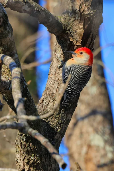 Beautiful Shot Young Bird Natural Habitat — Stock Photo, Image