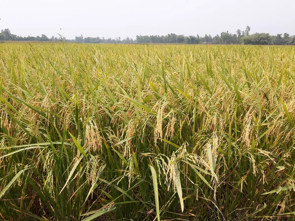 Grüne Reisfelder Auf Dem Land — Stockfoto