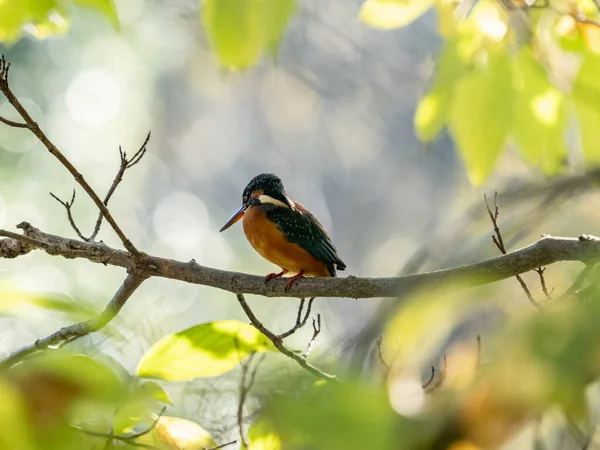 Primer Plano Aves Hábitat Natural — Foto de Stock