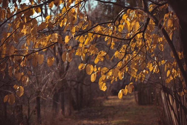 Autumn Leaves Park — Stock Photo, Image