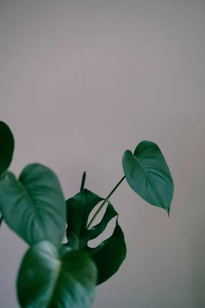 Hojas Verdes Sobre Fondo Blanco — Foto de Stock