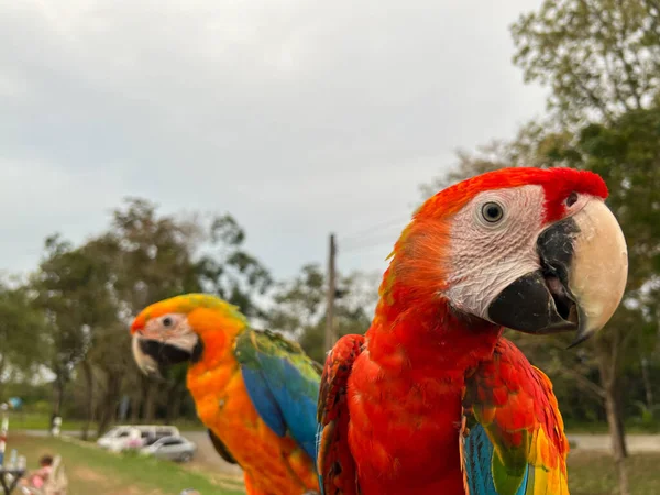 Kumsaldaki Güzel Renkli Papağanlar — Stok fotoğraf