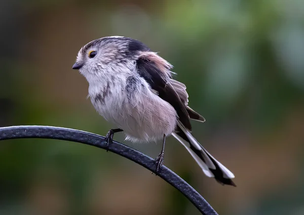 Hermoso Tiro Pájaro Joven Hábitat Natural —  Fotos de Stock