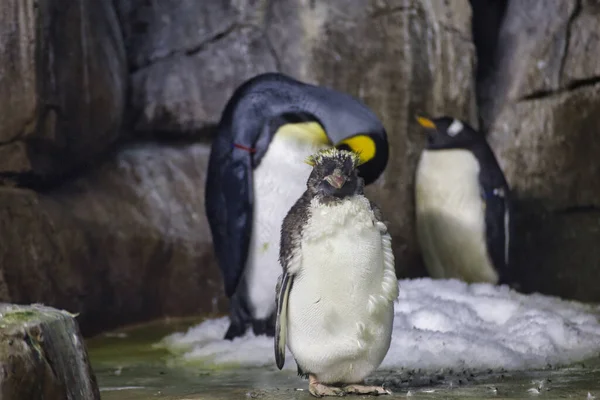 海の中のペンギン — ストック写真