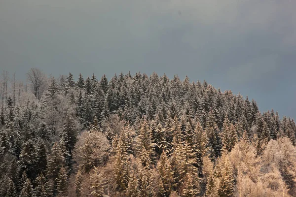 Hermoso Paisaje Con Árboles Cubiertos Nieve Bosque — Foto de Stock