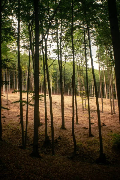 Krásná Krajina Stromy Zelenými Listy — Stock fotografie