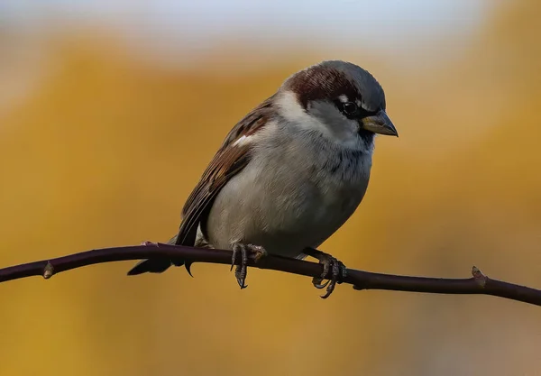 Oiseau Sur Une Branche Arbre — Photo