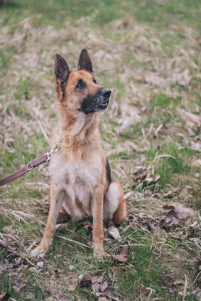 Cane Pastore Tedesco Nella Foresta — Foto Stock