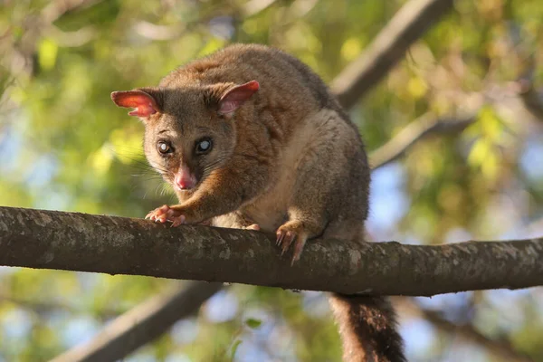 Squirrel Forest — Stock Photo, Image